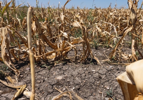 The Impact of Austin's Policy Against Climate Change on Food Security and Agriculture